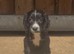 Cocker spaniel puppies