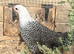 Silver campine girls for sale