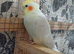 HEN/GIRL Lutino cockatiel