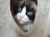 Ragdoll kittens due