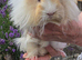 Female baby guinea pigs