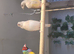 gouldian finch