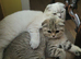 Scottish fold Girl