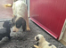 Cocker spaniel puppies