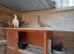 pigeons english barbs