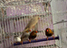 Orange zebra finch