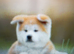 Akita puppy for sale