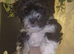 One beautiful morkie   boy left