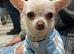 RESERVED Xs tiny silver female chihuahua