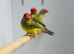 Star finches