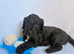 Best of Both Worlds Cockapoo x Goldendoodle