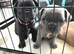 ️Stunning French Bulldog Puppies in Slough — New and Classic Colours️