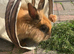 Lion head rabbits