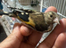 Beautiful young goldfinch&rsquo;s