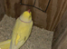 Ring neck pair