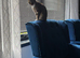 Looking to re-home my small neutered cat
