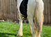 Cob colt to make 14hh