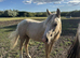 Stunning palamino filly