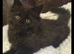 Maine coon