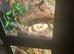lavender albino royal and 3x3x2 vivarium setup