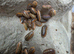 10 x Armadillidium Klugii Montenegro &pound;15