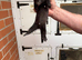 Black ferrets