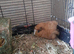 Baby Guinea Pigs