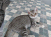 Beautiful British Shorthair Silver/Blue female kitten