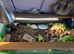 Gorgeous Hermann Tortoise