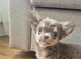 Female chihuahua- Fully Health Tested Parents