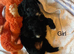 Gorgeous Schnoodle - LAST GIRL