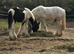 Gorgeous 14.2hh Piebald Gelding – 1 Year Old