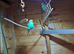 Young male budgies for sale
