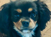 King Charles spaniel