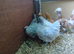 Lavender pekin bantams(females)
