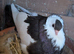 felegyhazer tumbler pigeons