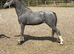 Welsh a yearling colt