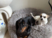 Mini dachshund and chihuahua