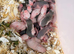 Beautiful baby rats