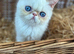 Stunning exotic kittens high quality
