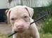American bull dog x cane corso pup