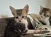4 beautiful male kittens looking for new forever homes