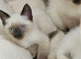 Siamese x Ragdoll delivery available