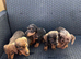 Miniature Dapple Puppts