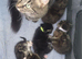 Maine coon x tabby