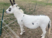 Miniature Mediterranean jack donkey