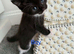 Kittens for sale