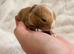 Mini Lops