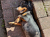 KC Registered Dachshund