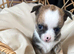 Chihuahua puppies